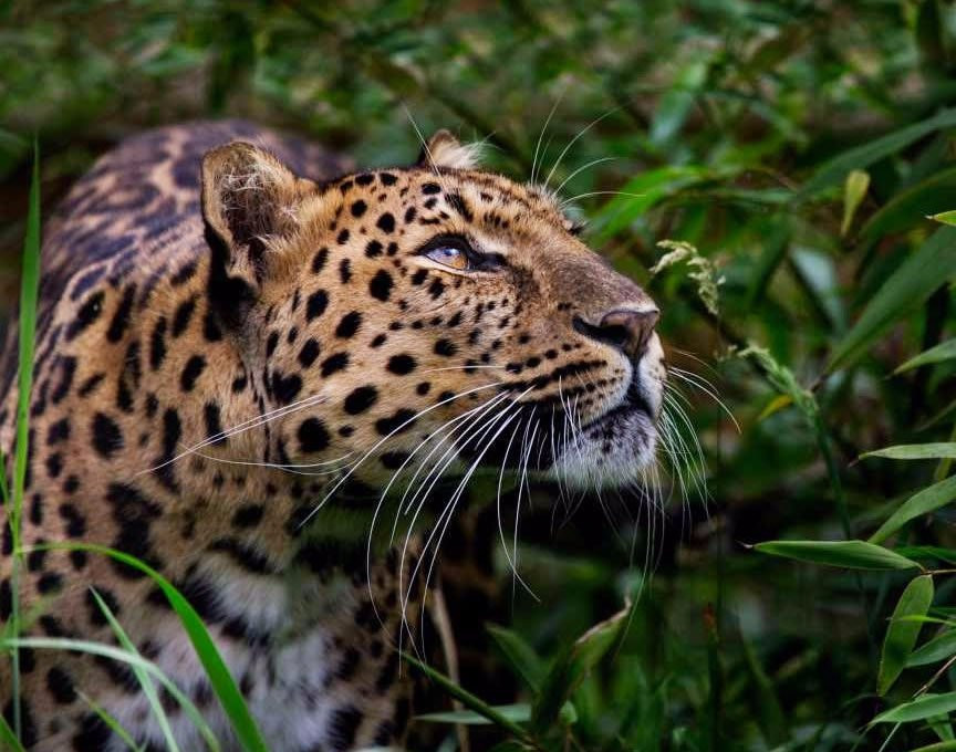 Samiria Expeditions-伊基托斯必去景点