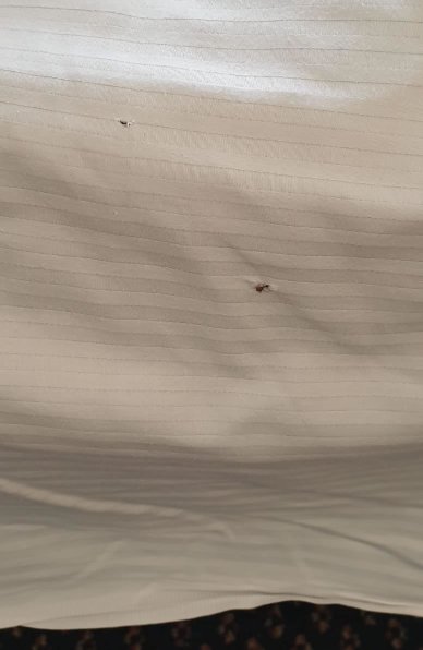 Ponte di Rialto-官方