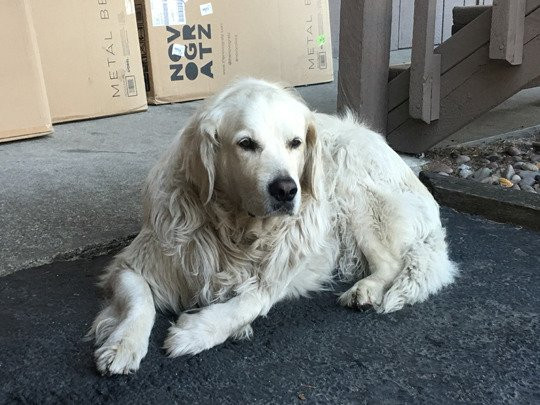 Chalet Inn - a Boutique Hotel主图