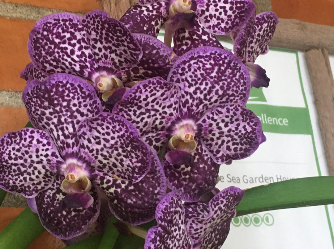 Hostal The Sea Garden House主图