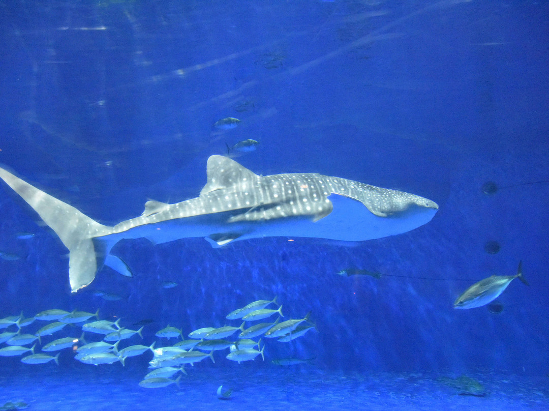鹿儿岛水族馆-鹿儿岛市必去景点
