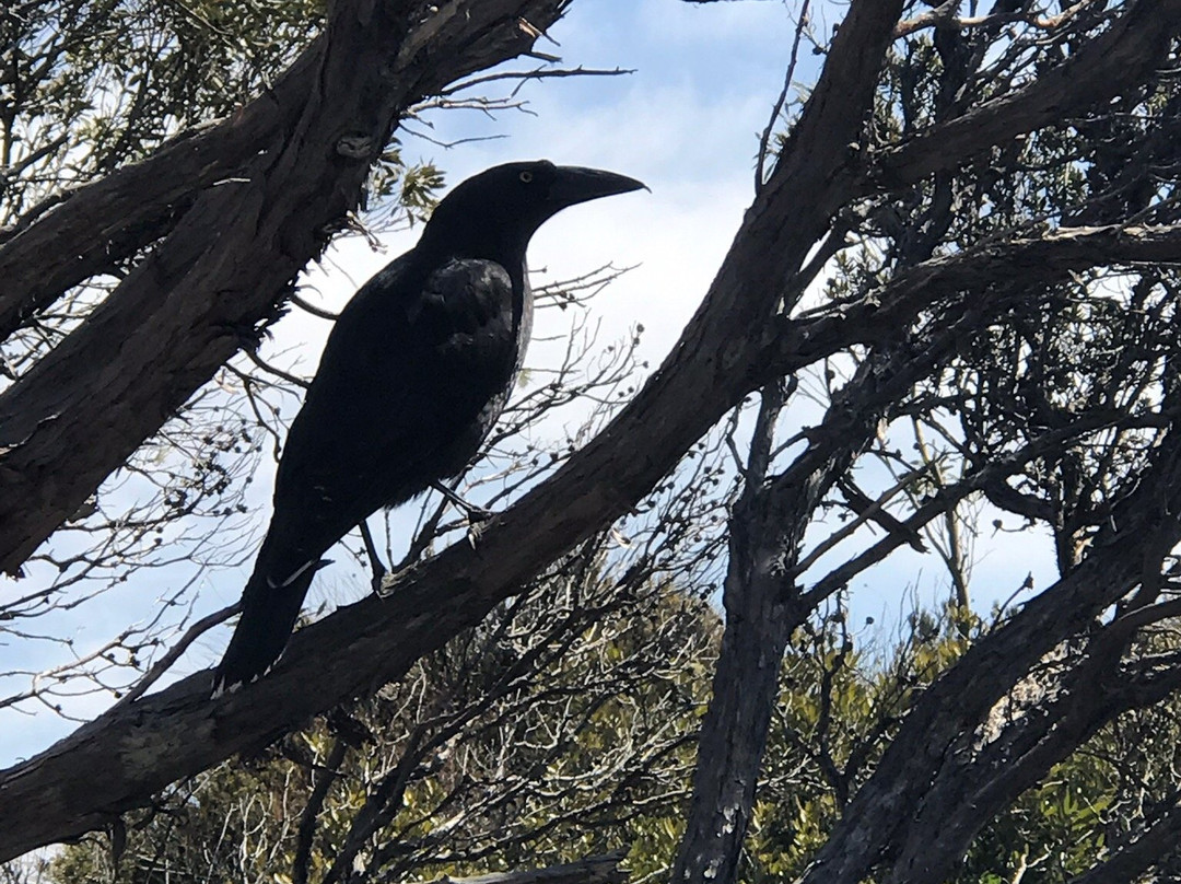 McDermott's Coaches-摇篮山圣克莱尔湖国家公园必去景点