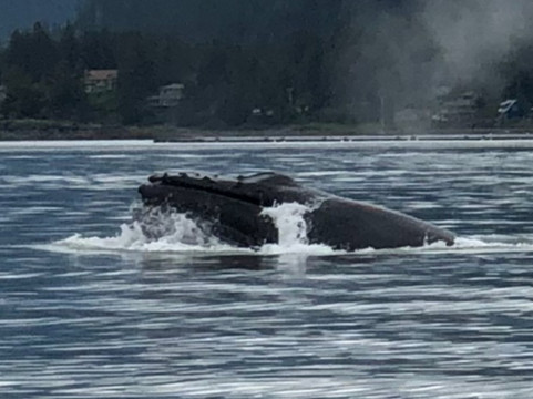 Alaska Whale Watching-朱诺必去景点