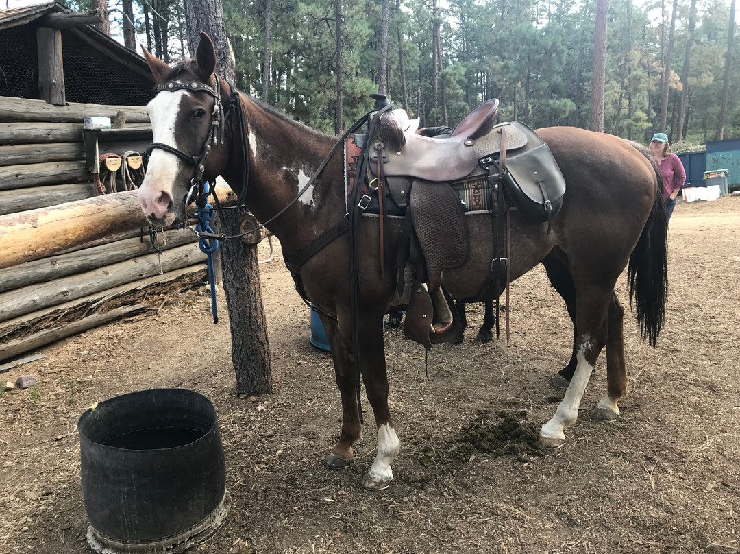 Prescott Horseback Riding景点图片