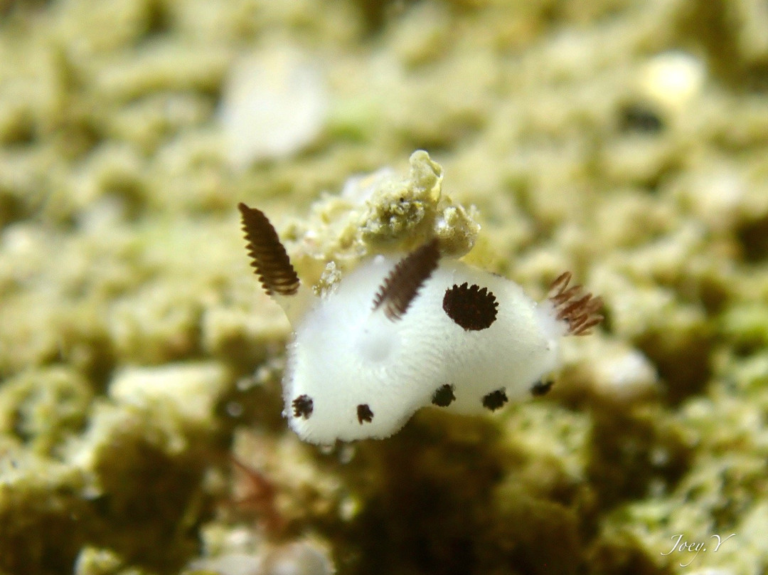 Amigo Dive Center-刁曼岛必去景点