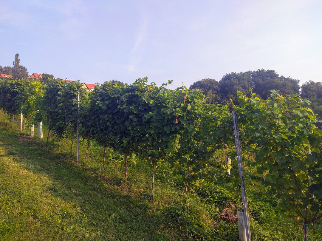 Schneiderannerl主图