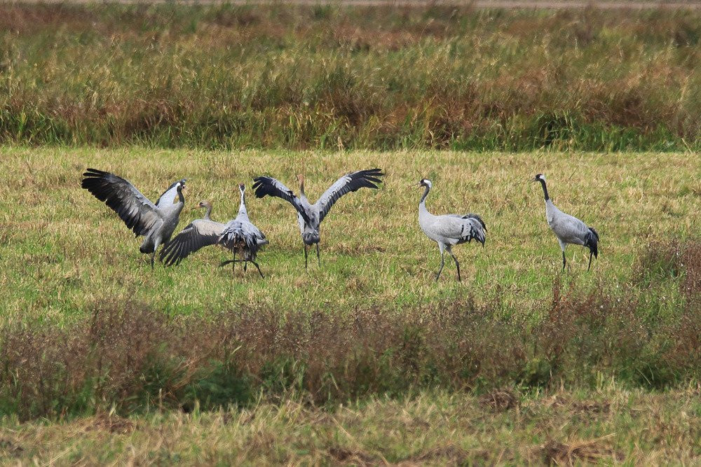 WWT Welney Wetland Centre景点图片