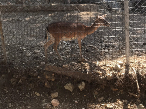 Thessaloniki Zoo-Agios Pavlos必去景点
