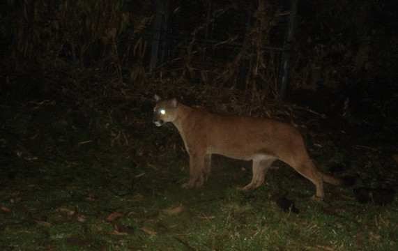 All Things Alpaca Ecuador-昆卡必去景点