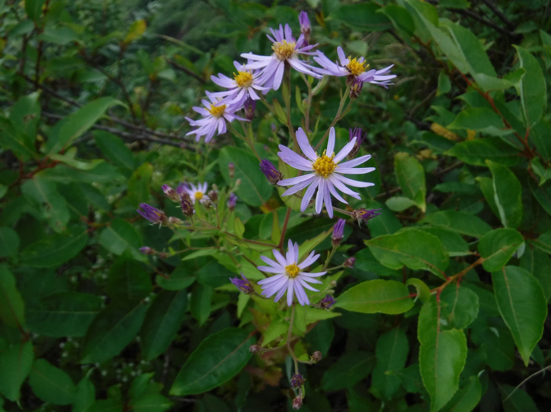 Togakushi Forest Botanical Garden景点图片