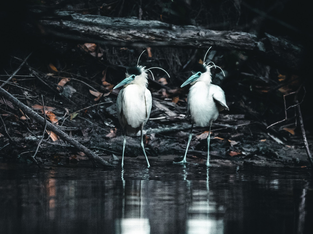 Cristalino Lodge主图