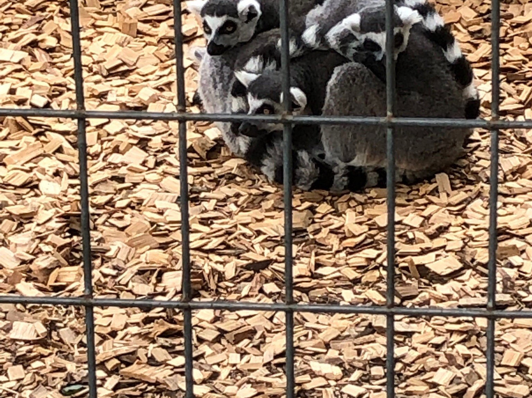 Trowbridge Creek Zoo景点图片