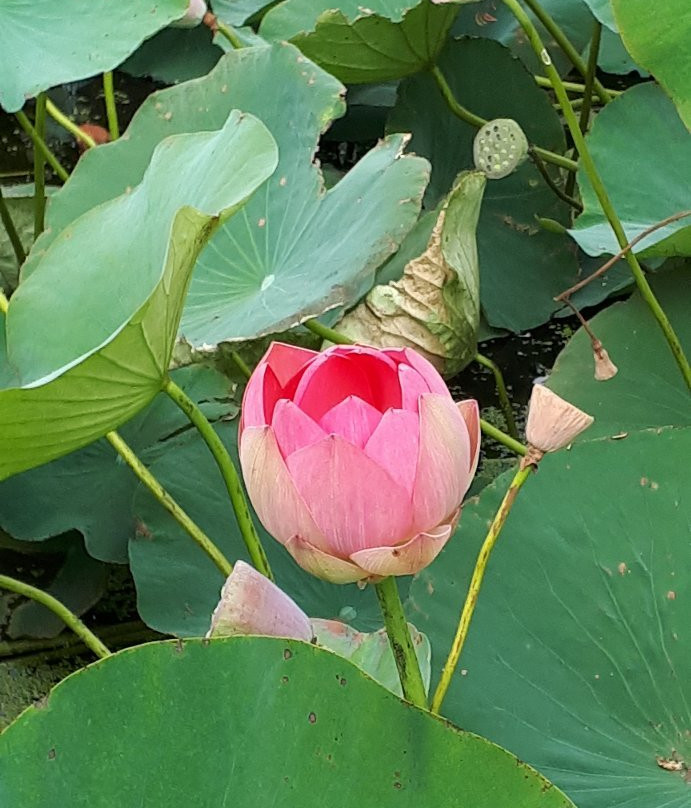 Lotus lake景点图片