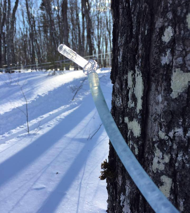 Sawyer's Maple Farm-Jackman必去景点