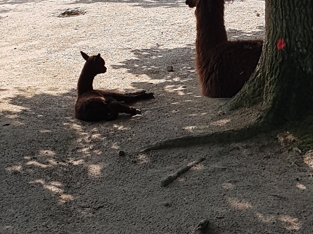 Tierpark Essehof景点图片