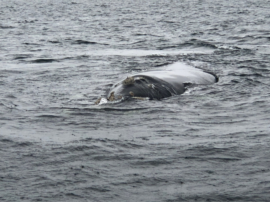 King George Sound-奥尔巴尼必去景点