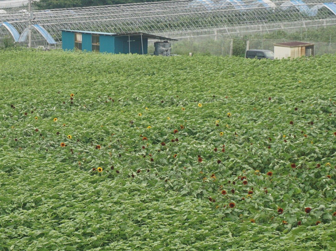 Sunflower field of Akeno景点图片