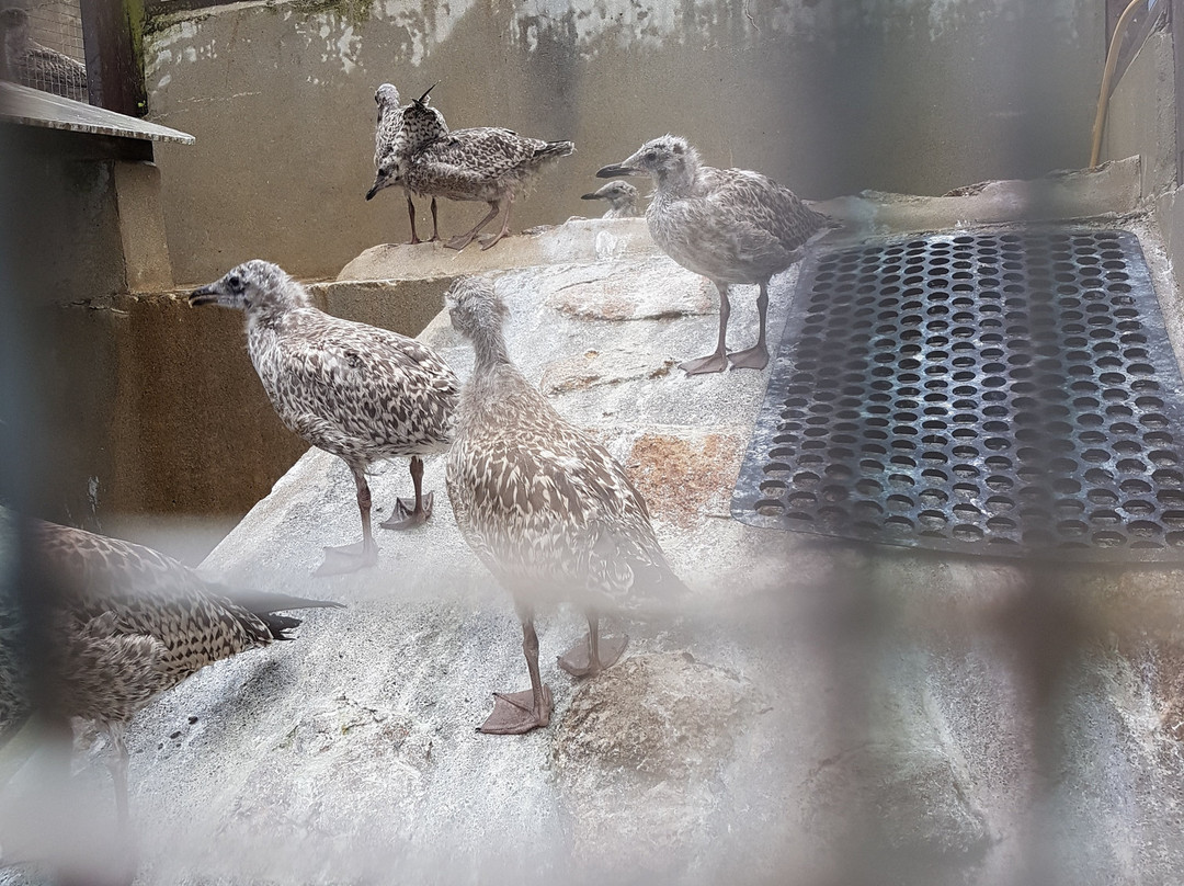 Mousehole Wild Bird Hospital & Sanctuary-Mousehole必去景点