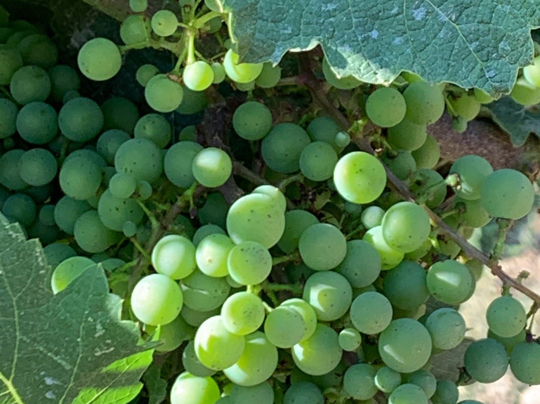 Podere Pellicciano Agrisole-圣米尼亚托必去景点