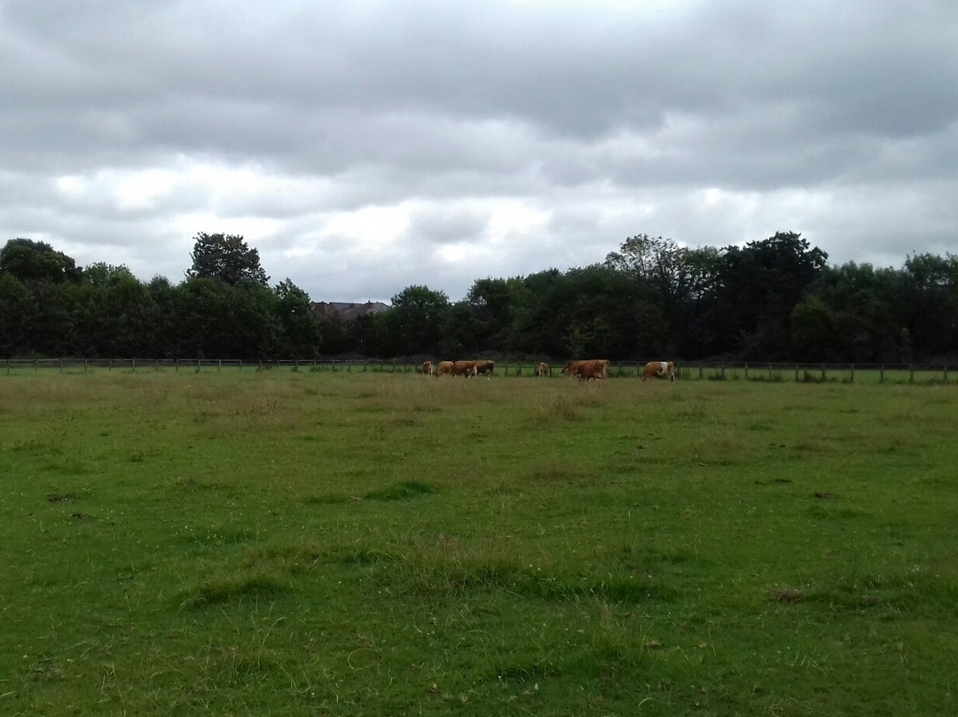 Sheldon Country Park景点图片