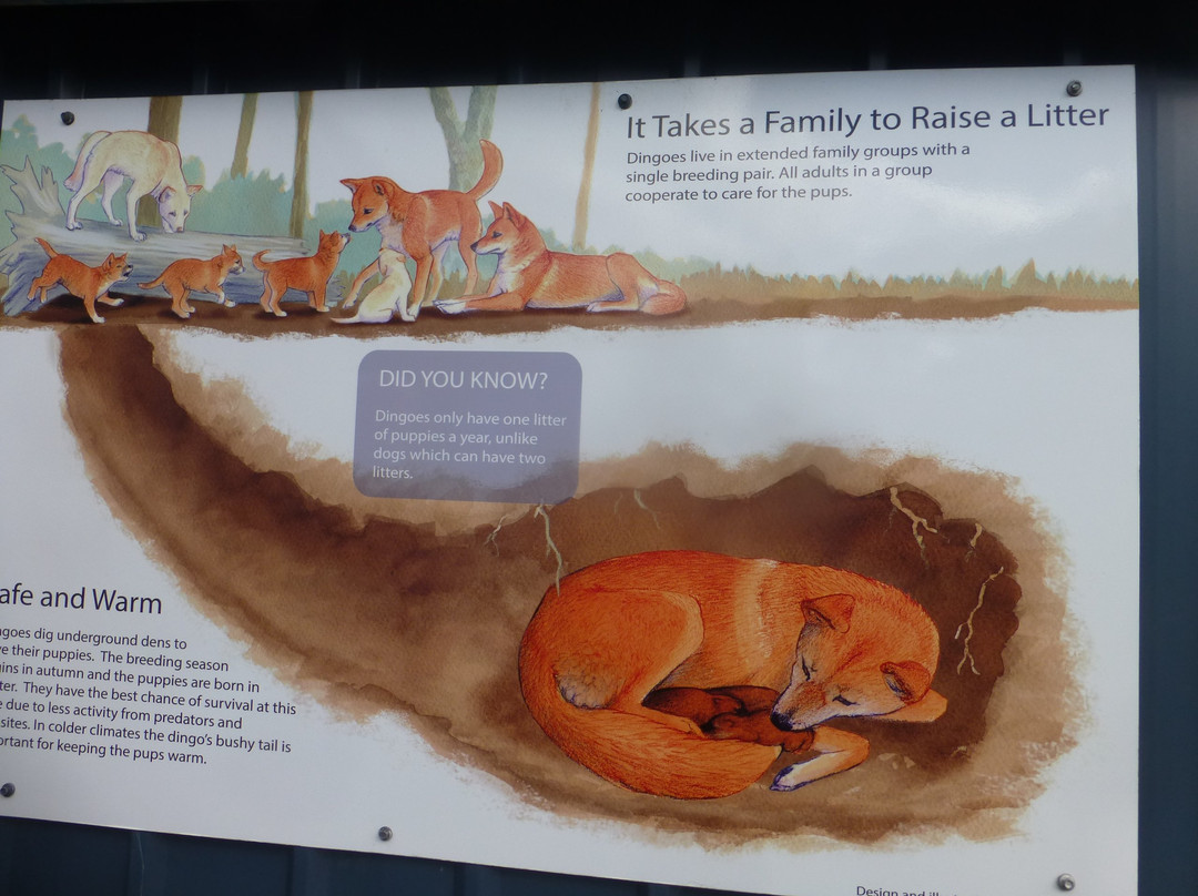 Dingo Discovery Sanctuary and Research Centre-Toolern Vale必去景点