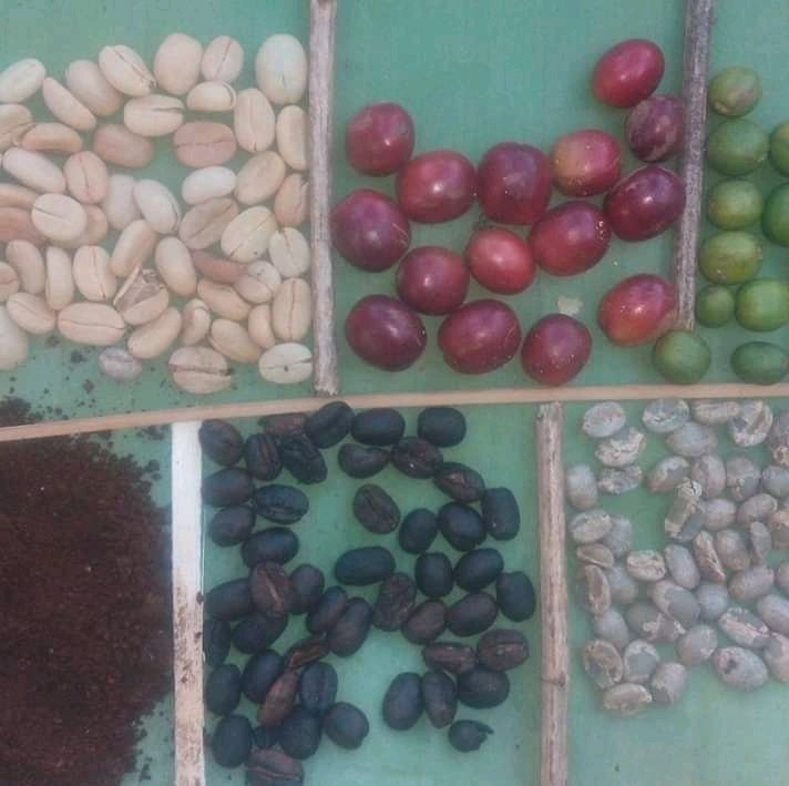 Coffee Tour - Day Tours-托伯莫里必去景点