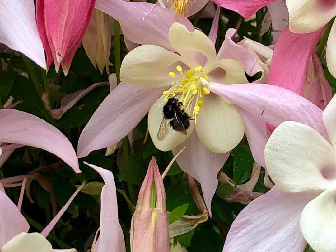 Akureyri Botanical Garden-阿克雷里必去景点