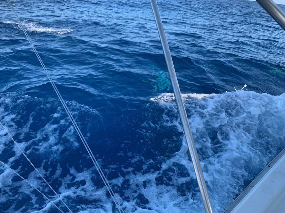 Sailfisher II-圣克鲁斯-德特内里费必去景点