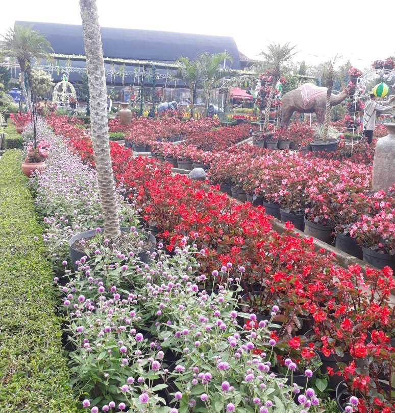 Begonia Garden-连旺必去景点