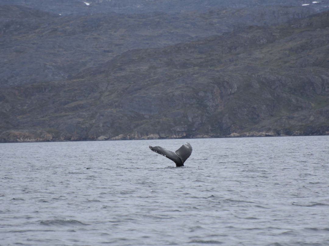 Sirius Greenland-Sisimiut必去景点