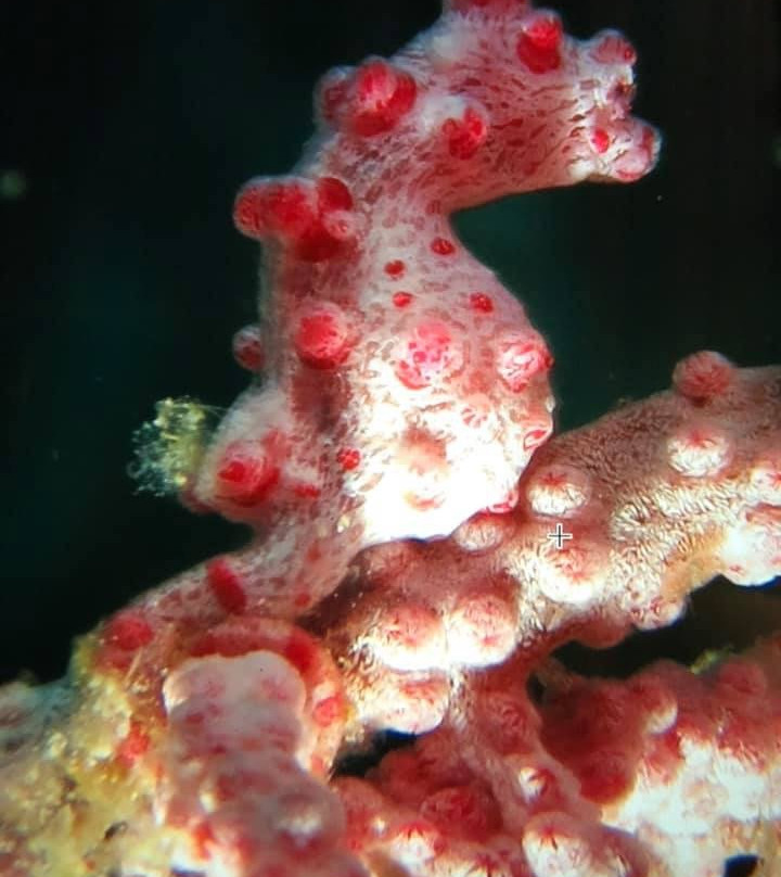 岗嘎岛度假村主图