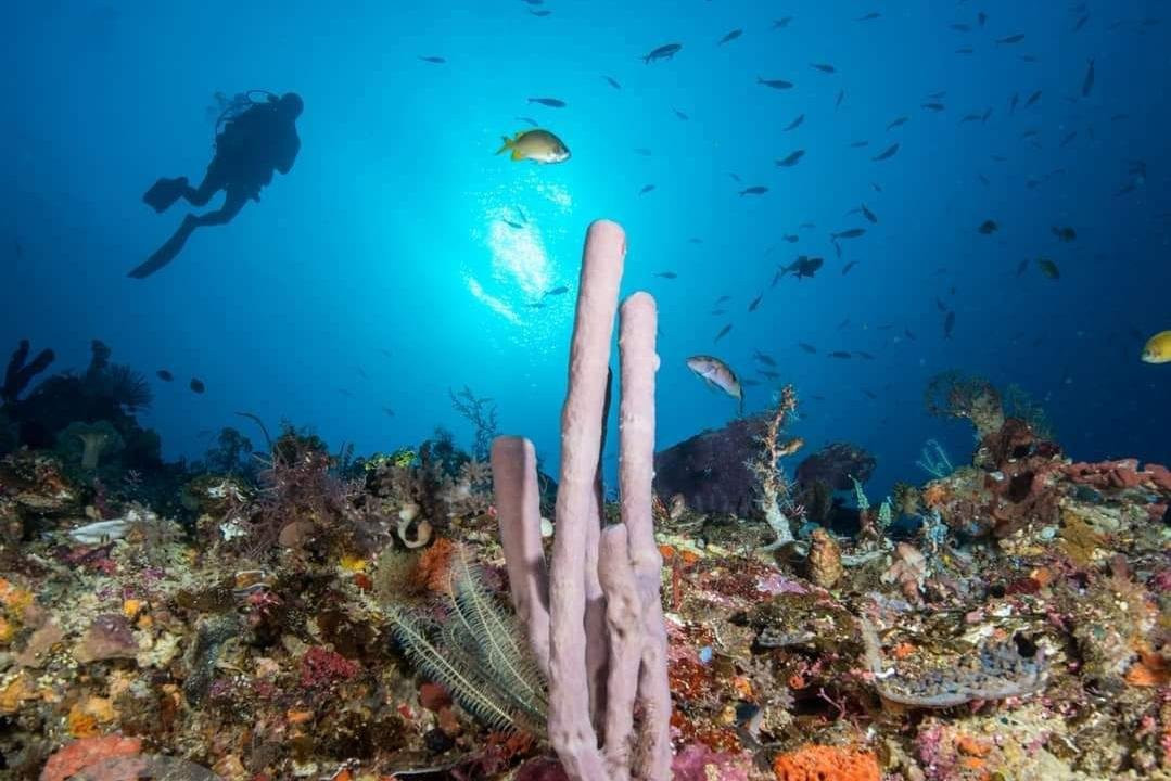 PERMAI scuba dive景点图片