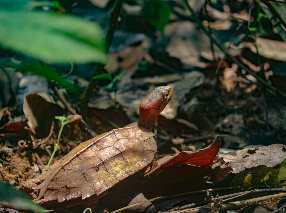 Turtle Conservation Centre景点图片