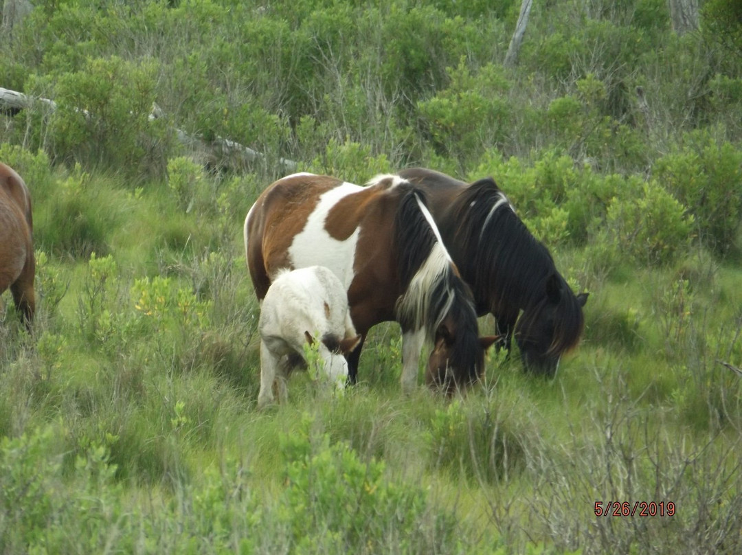 Chincoteague National Wildlife Refuge景点图片