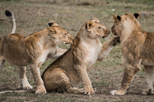 Nali Safaris-温德和克必去景点