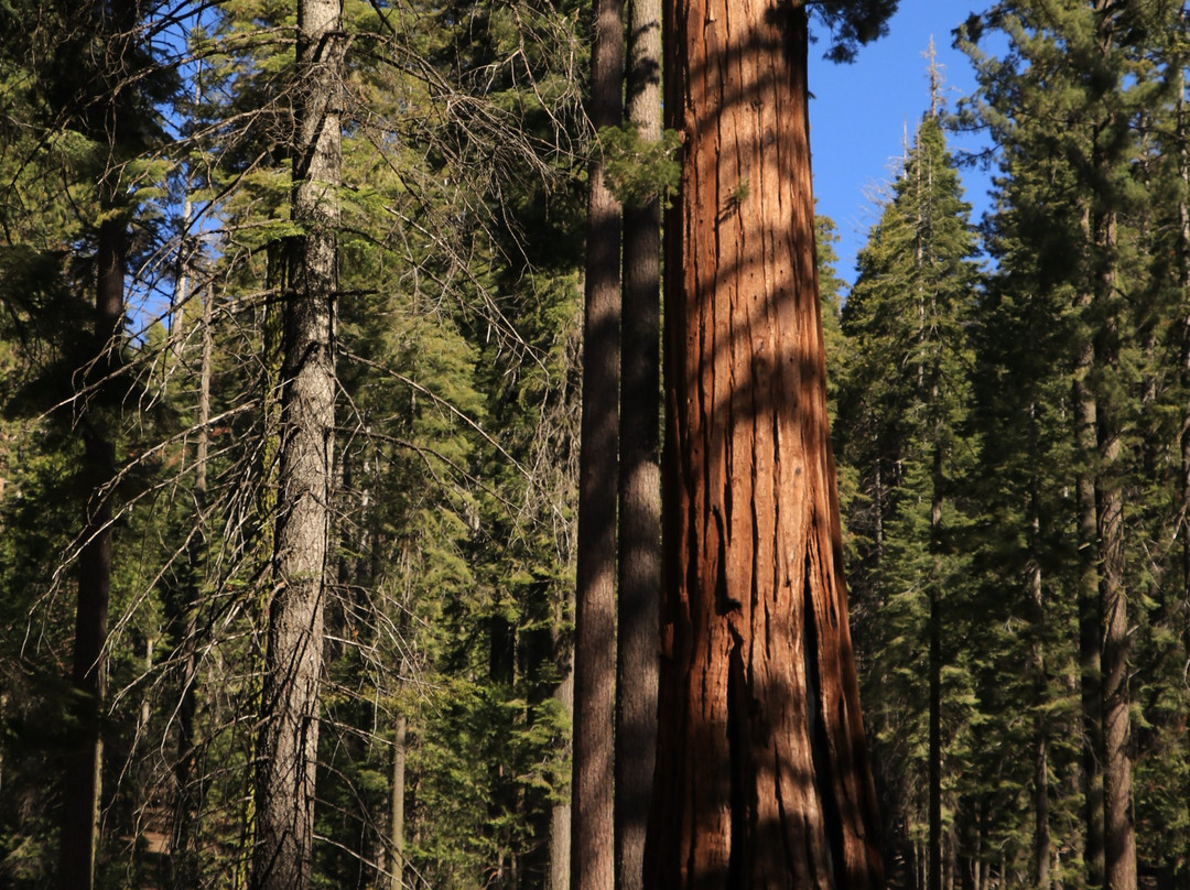 Big Tree Trail-优胜美地国家公园必去景点
