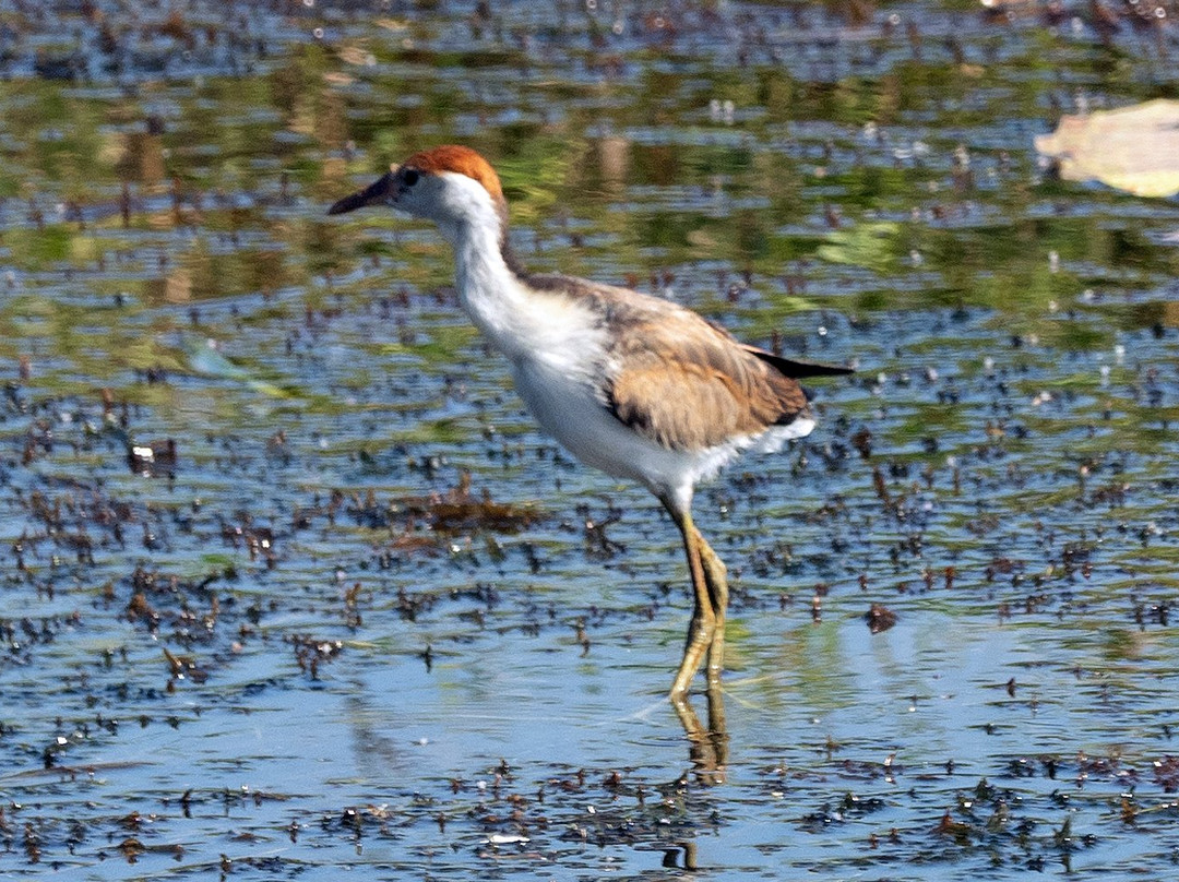 Wetland Cruises - Corroboree Billabong景点图片