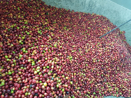 Finca Hotel La Dulcera