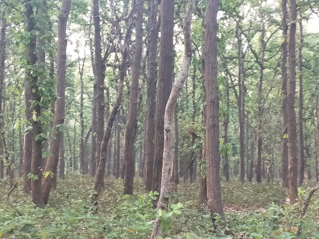 Pilibhit Tiger Reserve景点图片