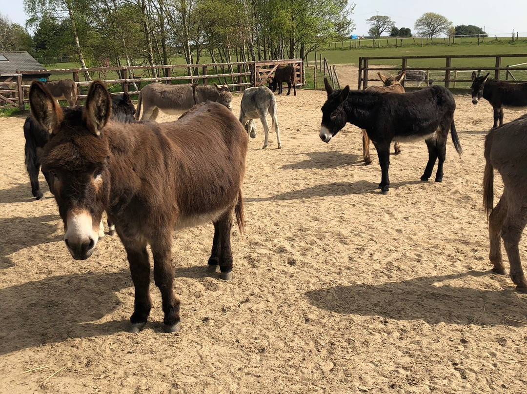 The Donkey Sanctuary, Leeds景点图片