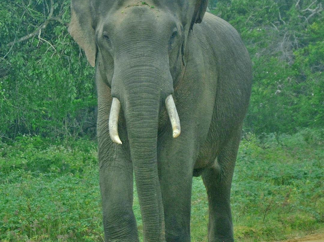 Ceylanica Adventures