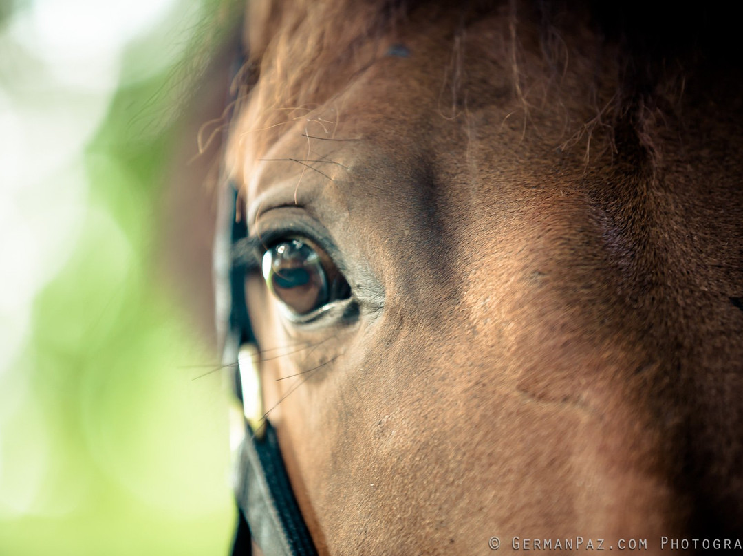 Equestrian Center at Sea Horse Ranch景点图片