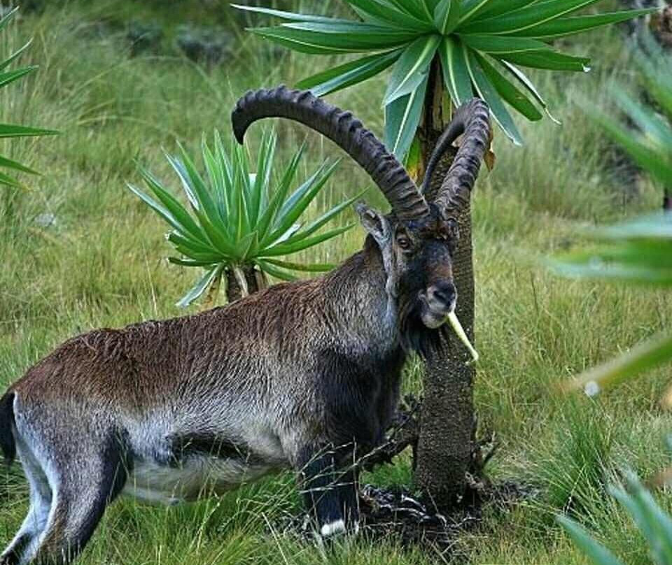 Bahir Dar Tour Organizer and hotel Reservation