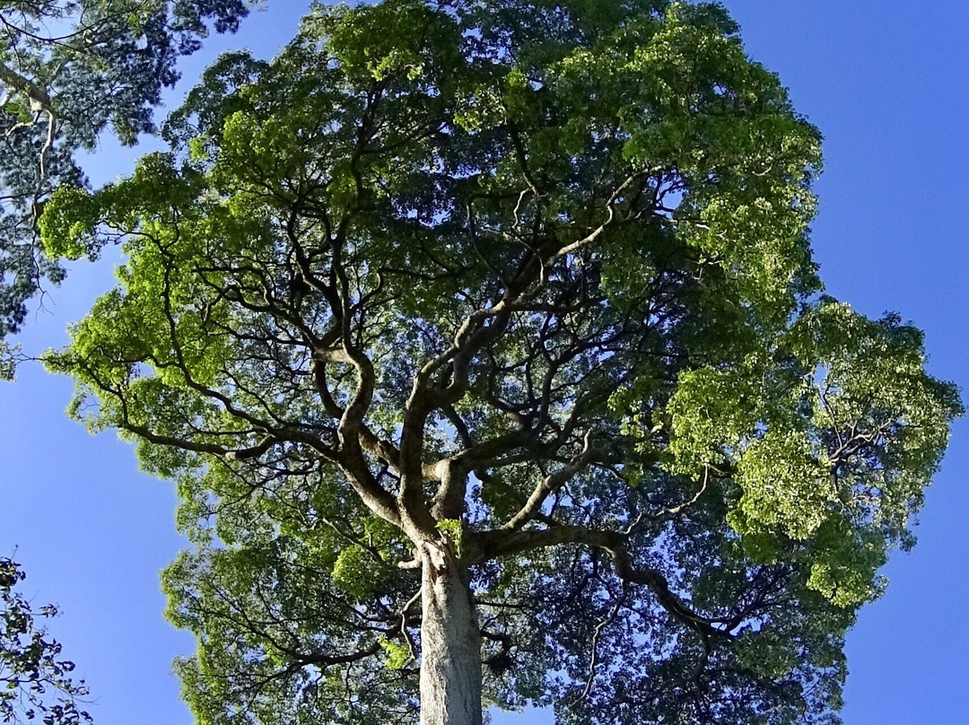 Sandakan Golf and Counry  Club-山打根必去景点