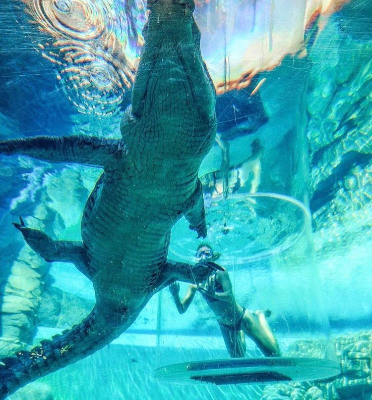 Crocosaurus Cove景点图片
