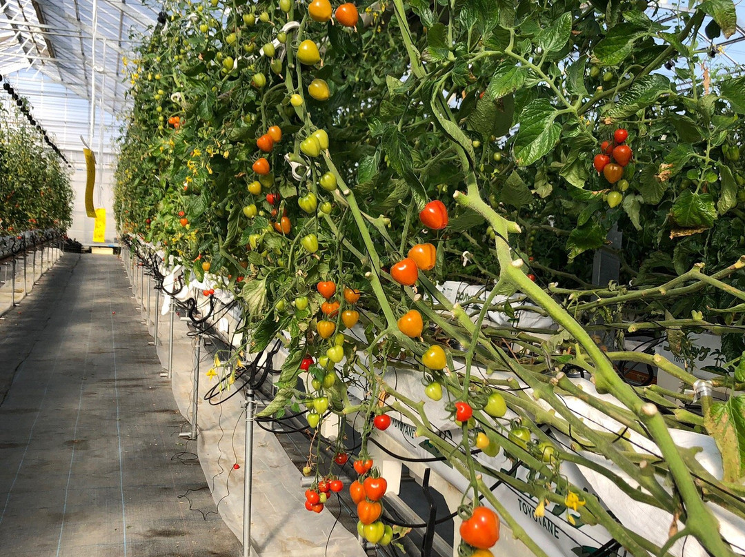 Kamisato Strawberry & Tomato Farm景点图片
