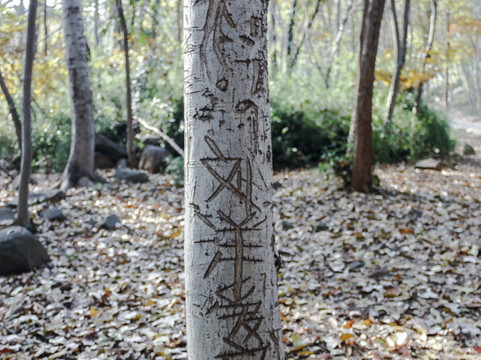 蜀山春晓-合肥市必去景点