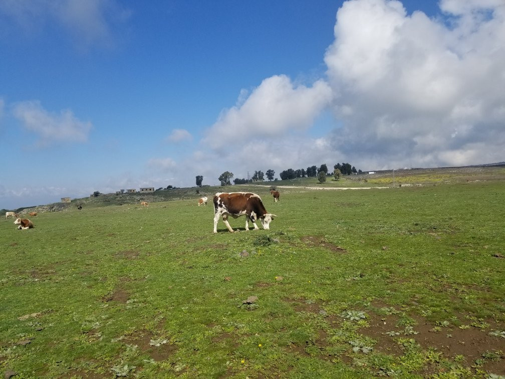 The Flying Turtle-Merom Golan必去景点