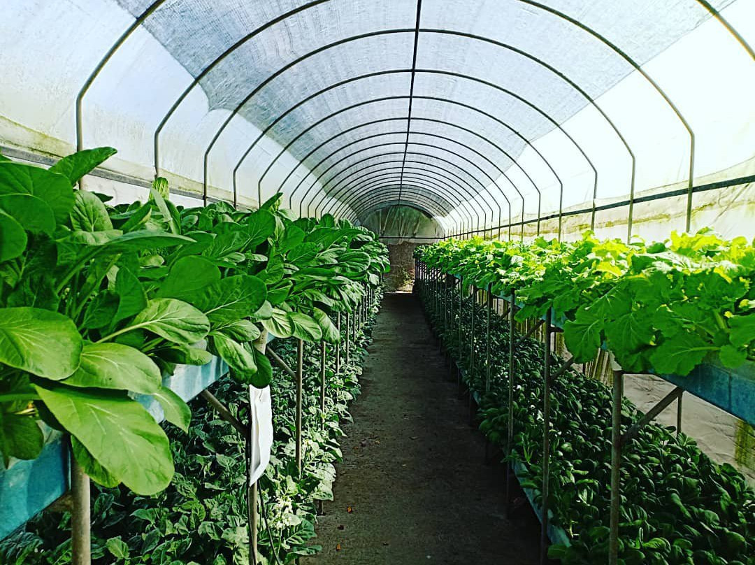 Kusuma Agro Wisata景点图片