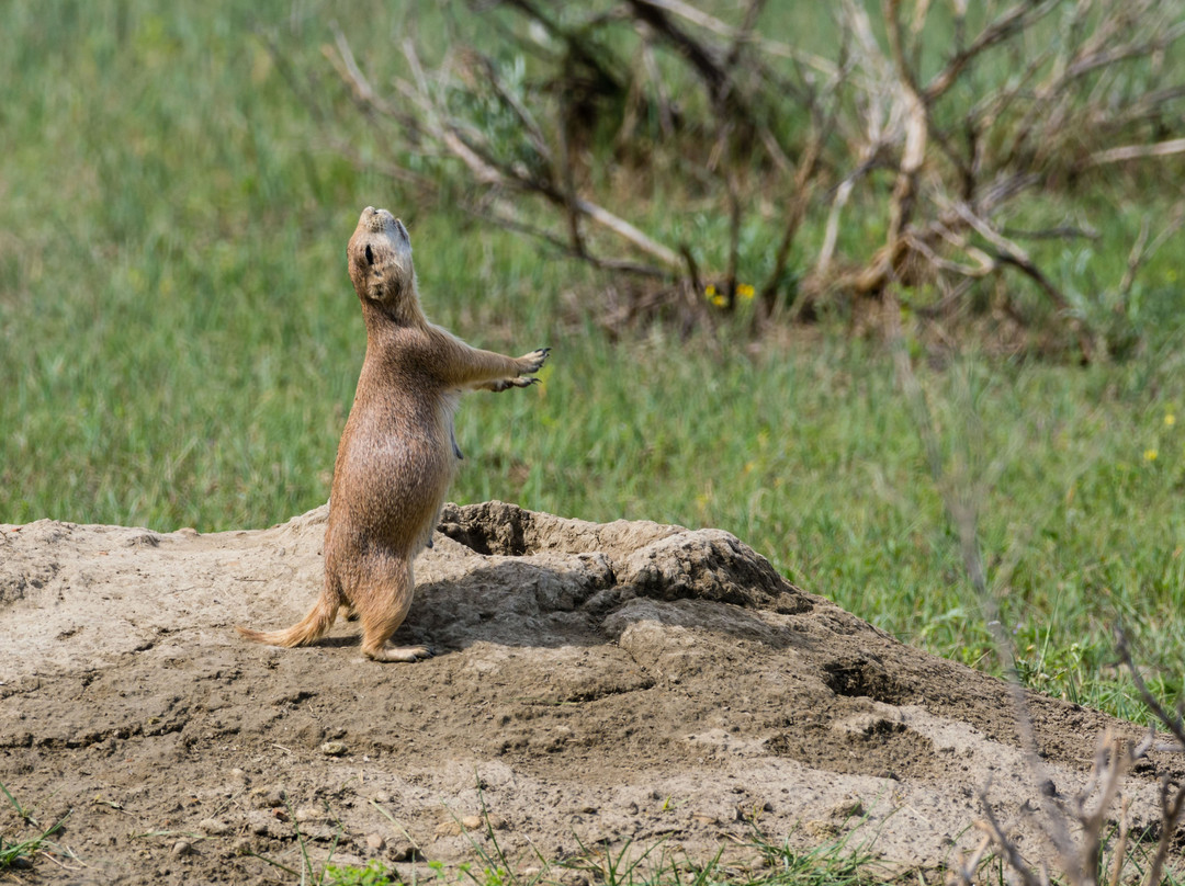 Buckhorn Trail-Theodore Roosevelt National Park必去景点